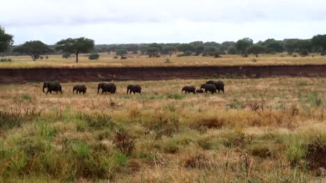 Gruppe-Von-Acht-Elefanten-Mit-Baby,-Die-In-Einer-Riesigen-Savanne-In-Tarangire-In-Einer-Linie-Laufen