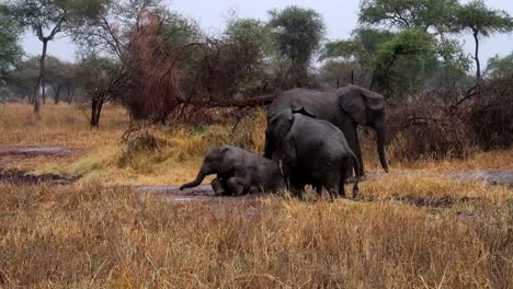 Vista-Estática-De-Una-Joven-Familia-De-Elefantes-Africanos-Jugando-En-El-Barro-Entre-Ellos