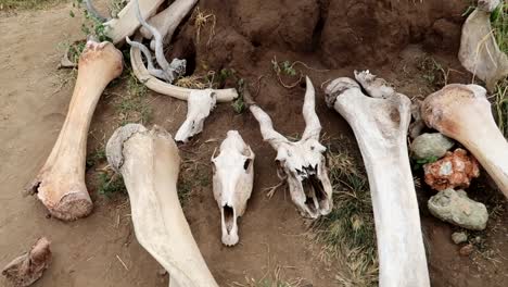 Huesos-Y-Cráneos-De-Animales-Salvajes-Africanos-En-El-Suelo-En-La-Sabana-Africana