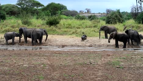Herde-Afrikanischer-Elefanten,-In-Der-Ein-Elefantenkalb-Nicht-Auf-Einen-Staubhaufen-Klettert