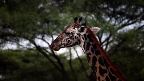 Close-up-shot-of-a-giraffe-chewing-acacia-leaves-in-the-African-savannah-of-Tanzania