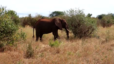 Männlicher-Afrikanischer-Elefant,-Der-Vom-Busch-Frisst,-Zurück-Mit-Schmutz-Als-Sonnenschutz-Bedeckt