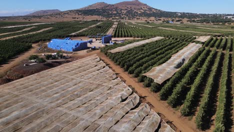 Flyover-aerial-view,-apple-and-nectarine-farm-with-packing-bins-stacked,-Israel