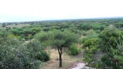 Tilt-up-shot-over-an-acacia-forest-to-the-horizon,-as-white-stone-path-leads-the-eyes-between-trees-in-Africa