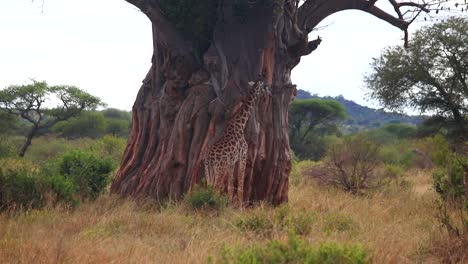Giraffe-standing-and-chewing-in-front-of-a-huge-baobab-tree-on-the-savannah