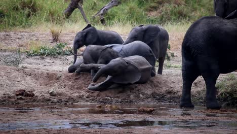 Group-of-African-elephants-calves-playing-happily-in-the-mud-in-the-African-wilderness