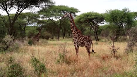 Einzelne-Giraffe,-Die-Ihren-Schwanz-Wedelt,-Umgeben-Von-Akazienbäumen,-Afrikanische-Savanne