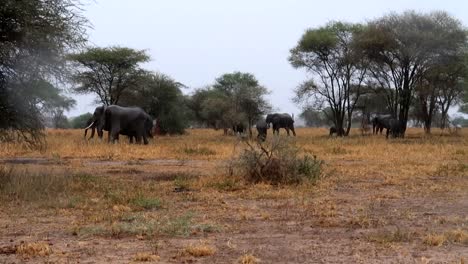 Scenic-african-savannah-wildlife-scene,-group-of-elephant-walking-on-rainy-day