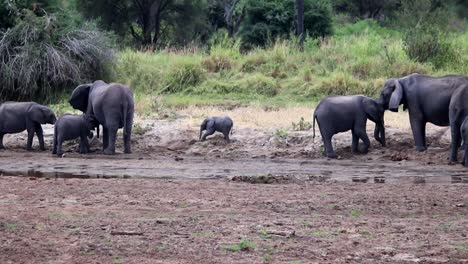 Lonely-baby-African-elephant-playing-in-the-mud-in-the-middle-of-the-herd
