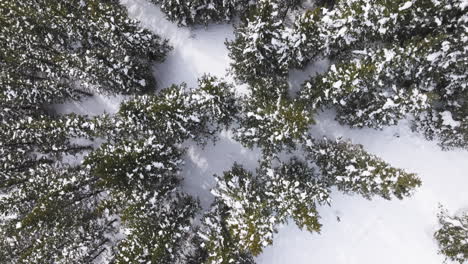 Aerail-Von-Oben-Nach-Unten-Geschossen-Von-Schneebedeckten-Bäumen-In-Den-Colorado-Rocky-Mountains
