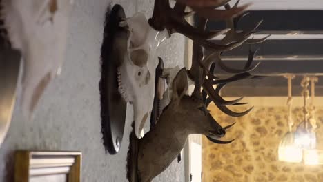 Revealing-shot-of-framed-trophy-animals-hanging-on-a-wall