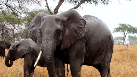 Nahaufnahme-Eines-Afrikanischen-Großen-Elefanten-Mit-Einem-Stoßzahn,-Der-An-Einem-Regnerischen-Tag-In-Tansania-Trockenes-Gras-Frisst