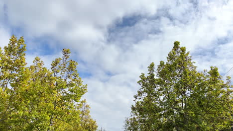 árboles-Verdes-Contra-El-Cielo-Nublado-En-Un-Día-Soleado-A-Principios-De-Otoño