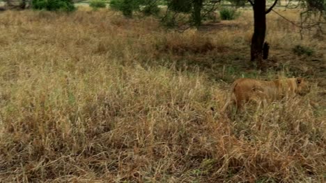 Lonely-lioness-stalking-in-tall-grass-on-the-savannah-looking-for-prey