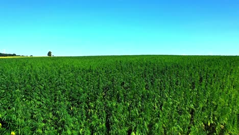 Lush-Field-With-Healthy-Growing-Hemp-On-Blue-Sky-Background