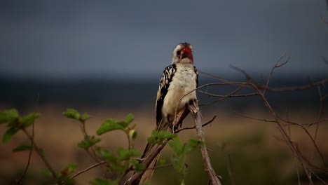 Zoomed-close-up-of-African-red-billed-hornbill-perched-on-tree-branch-in-cloudy-day