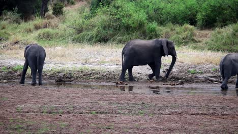 Static-view-of-wild-male-african-elephant-digging-in-the-mud-with-its-foreleg