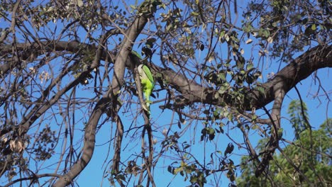 Two-Green-Budgies-on-the-Branches-of-a-Tree-on-a-Sunny-Day-in-Barcelona