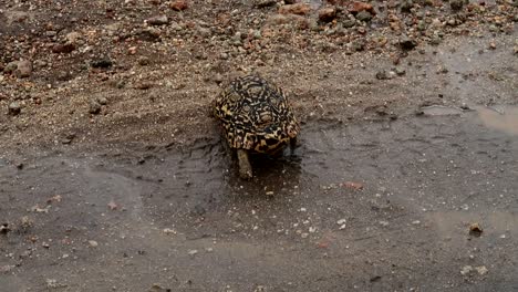 High-angle-close-up-of-rare-Leopard-Tortoise-walking-slowly-across-dirt-road