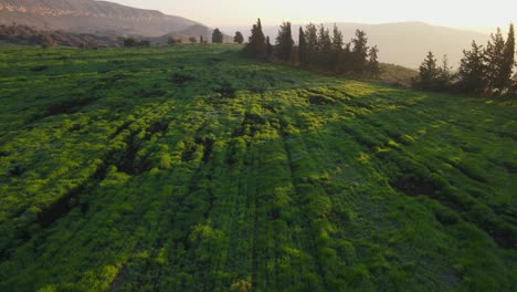 Niedrige-überführungsansicht-Der-Landschaft-Bei-Sonnenuntergang,-Sonne-Scheint-Durch-Bäume,-Israel