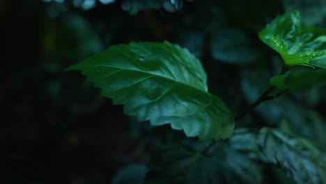 Macro-slow-motion-shot-of-a-green-jagged-leaf-with-out-of-focus-leaves-and-plants-behind-it-in-shadows