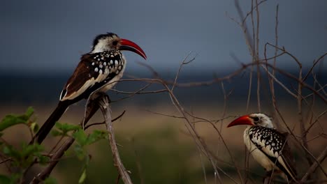 Majestic-close-up-of-two-African-red-billed-Hornbill-perched-on-tree-branch