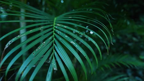 Slow-motion-shot-looking-up-and-tracking-along-leafy-green-tropical-plants,-with-shallow-focus-and-bokeh