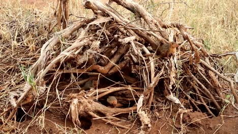 Static-shot-of-a-family-of-african-mongooses-standing-between-wood-sticks-which-act-as-a-burrow