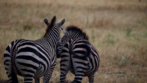 Blick-Von-Hinten-Auf-Zwei-Wilde-Zebras,-Die-In-Einem-Afrikanischen-Nationalpark-Mit-Dem-Schwanz-Wedeln