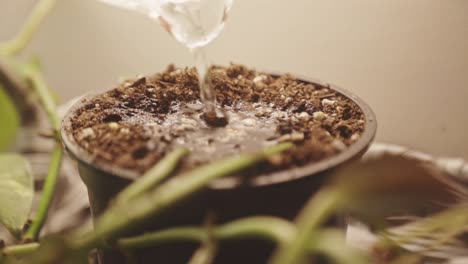 Pouring-Water-Slowly-On-Plant-Pot-With-Coco-Peat