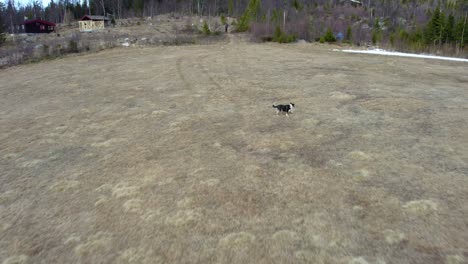 Hund-Läuft-Auf-Einem-Feld,-Bewölkt,-Frühlingstag-In-Norwegen---Zurückziehen,-Luftbild