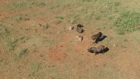 Drone-aerial-footage-of-Wildebeest-family-with-three-new-born-babies-in-the-wild