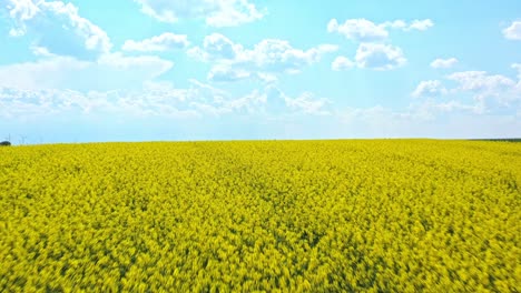 Flying-Over-Canola-Plantation-On-Blue-Sky-With-Clouds-Background