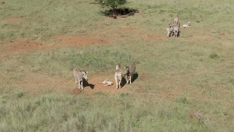Drohnen-Luftaufnahmen-Eines-Zebrababys,-Das-Neben-Einer-Zebrafamilie-In-Freier-Wildbahn-Liegt