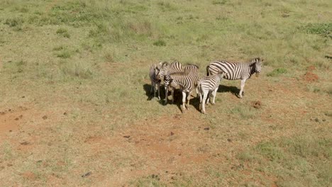 Drohnenaufnahmen-Einer-Zebrafamilie,-Die-Auf-Einer-Wildfarm-In-Afrika-Dicht-Beieinander-Stehen