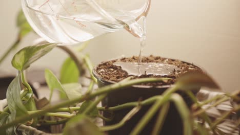 Person-Pouring-Water-On-A-Plant-Pot-With-Coco-Peat