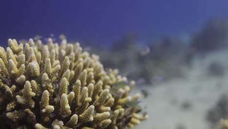 Coral-Acropora-En-El-Arrecife,-Conocido-Como-Coral-De-Mesa,-Coral-Cuerno-De-Alce-Y-Coral-Cuerno-De-Ciervo