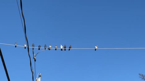 Herde-Von-Tauben,-Die-Auf-Elektrischem-Draht-Auf-Hintergrund-Des-Blauen-Himmels-Hocken