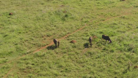 Drone-aerial-footage-of-a-Wildebeest-herd-grazing-on-summer-green-grass-in-the-wild