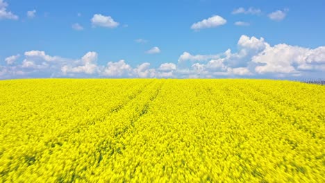 Flight-Over-Blooming-Oilseed-Canola-Fields-Against-Blue-Sky