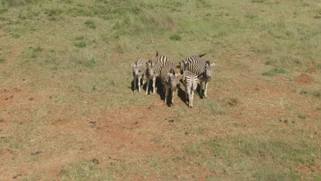 Drone-footage-of-a-family-of-zebra-close-to-each-other-on-a-game-farm-grassland
