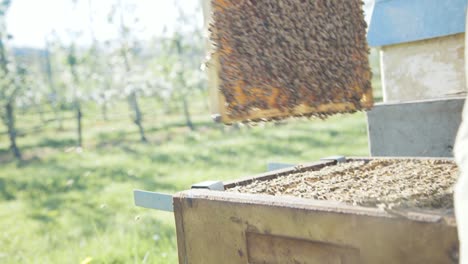 Beekeeper-Lifting-Up-Honeycomb-Board-From-Apiary-Box
