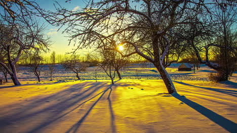 Motionlapse-of-yellow-sunlight-on-snowy-landscape-with-tree-trunks-shadows-moving