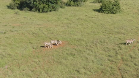 Drohnenaufnahmen-Eines-Zebras,-Das-In-Freier-Wildbahn-Auf-Einer-Afrikanischen-Wildfarm-Läuft