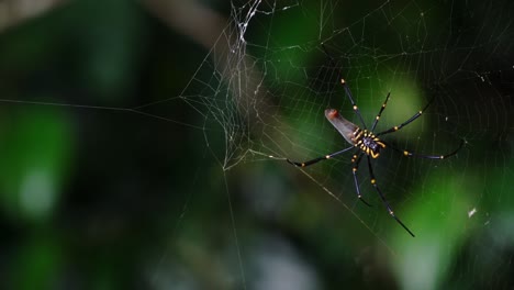 The-golden-silk-orb-weaver-spider-waiting-for-prey-to-land-on-its-web