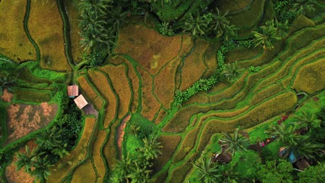 Tegalalang-Rice-Terrace-Drone-Overhead-Spiral-in-Ubud,-Bali