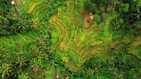 Tegalalang-Reisterrasse-Drohne-Spirale-Aus-Grün-Gelben-Terrassen,-Ubud,-Bali