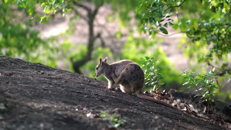 Mareeba-rock-wallaby-grooming-himself