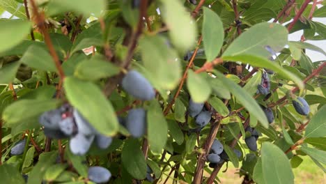 Numerous-ripe-Haskap-blueberries-on-a-dense-bush