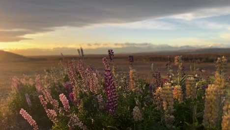Sunset-glow-illuminating-blossoming-lupins-in-New-Zealand-countryside